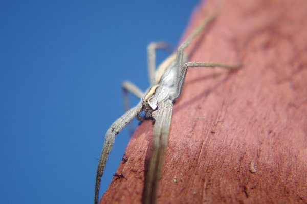spider