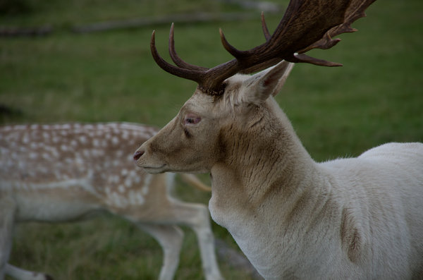 Stag