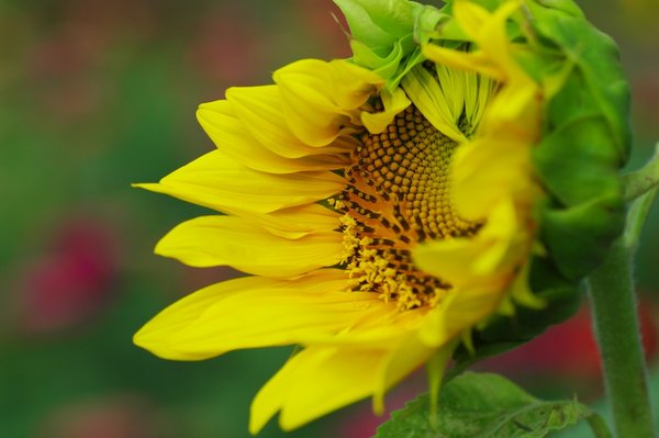 Sunflower