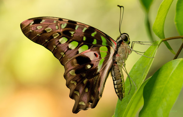 tailed jay