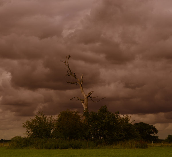 The dead tree.
