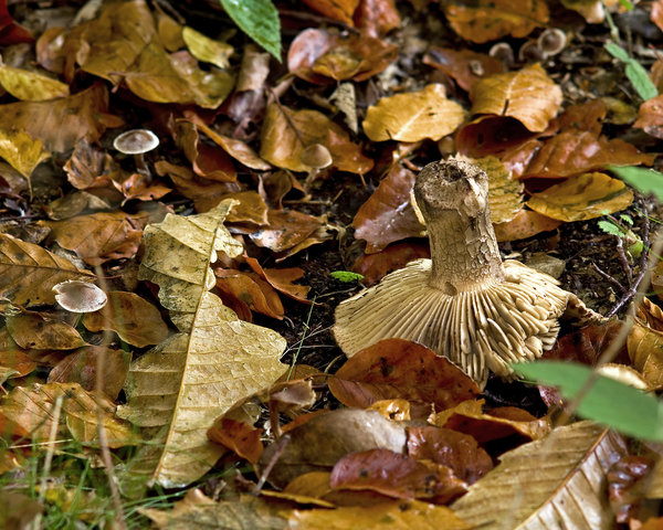The Forest Floor