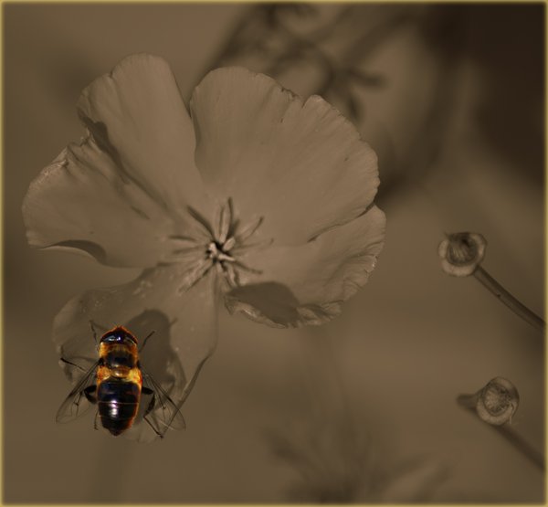 The last Poppy