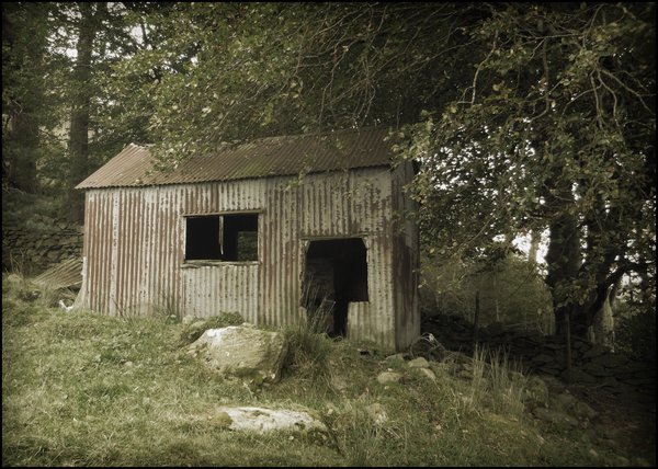 Tin Hut in the Woods