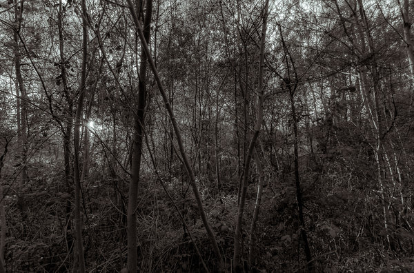 Trees