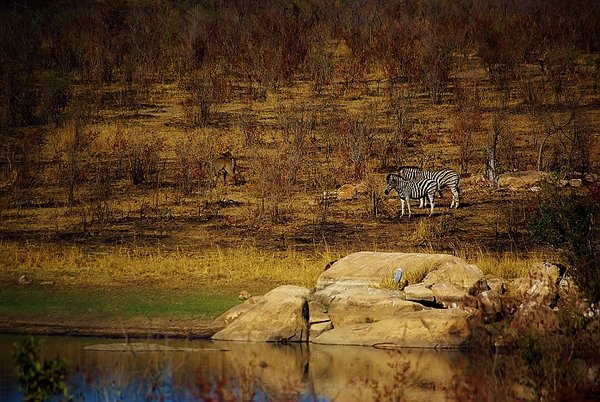 Zebra in dry Bushveld of theKruger Park.