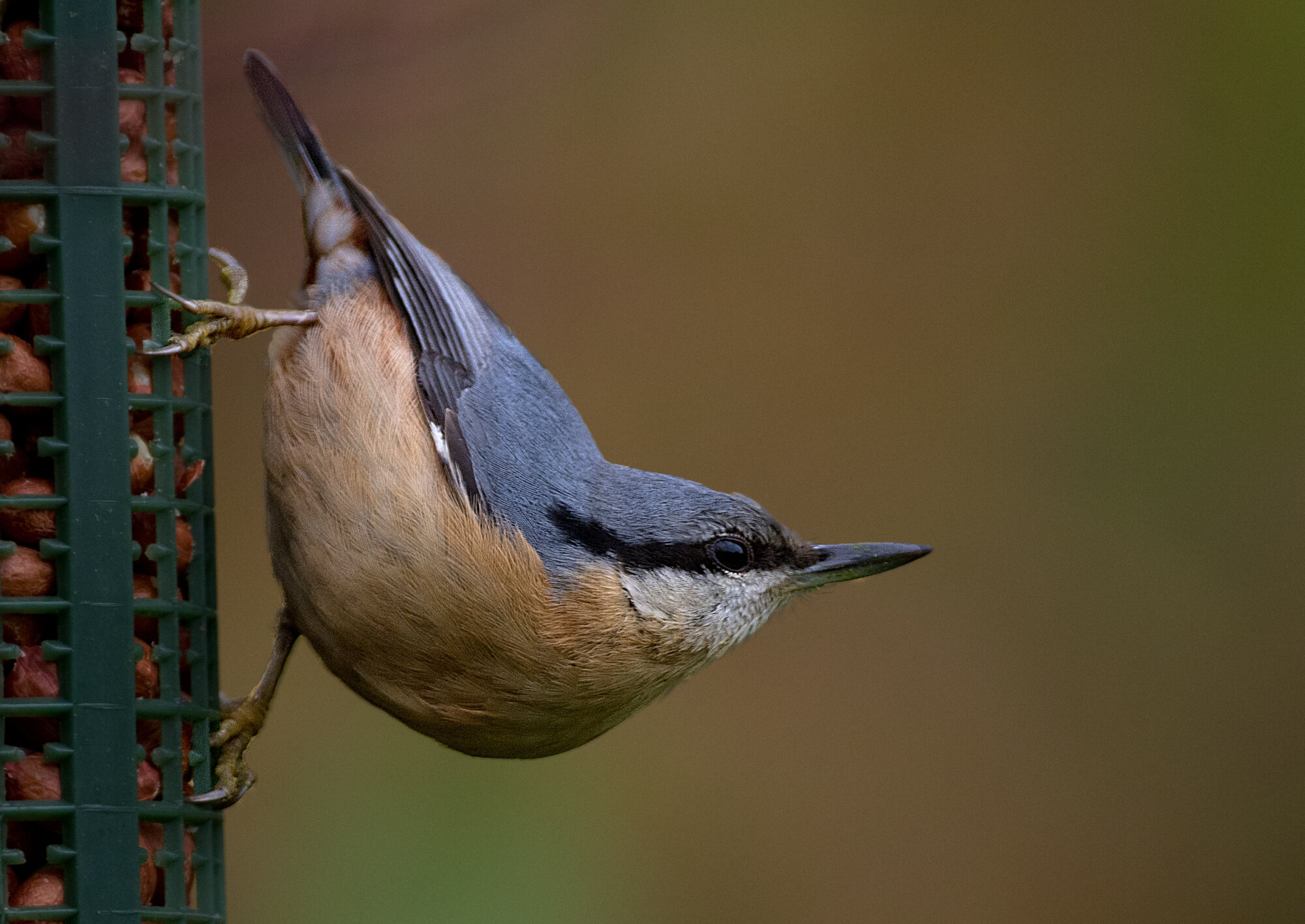 fascinating bird