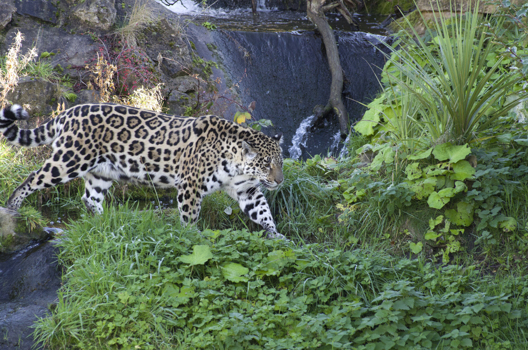 K-5IIs at Chester Zoo 3