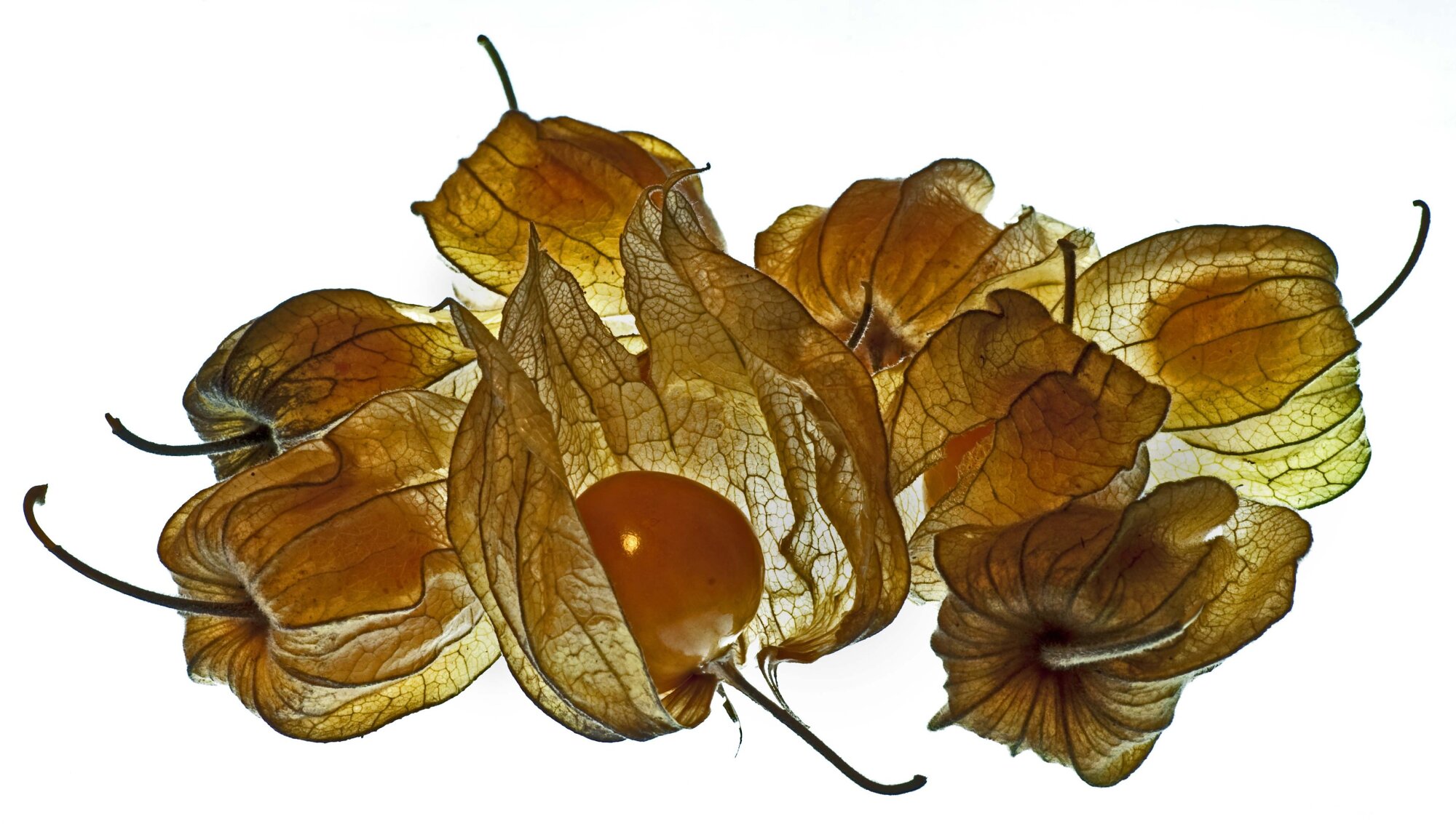 Physalis