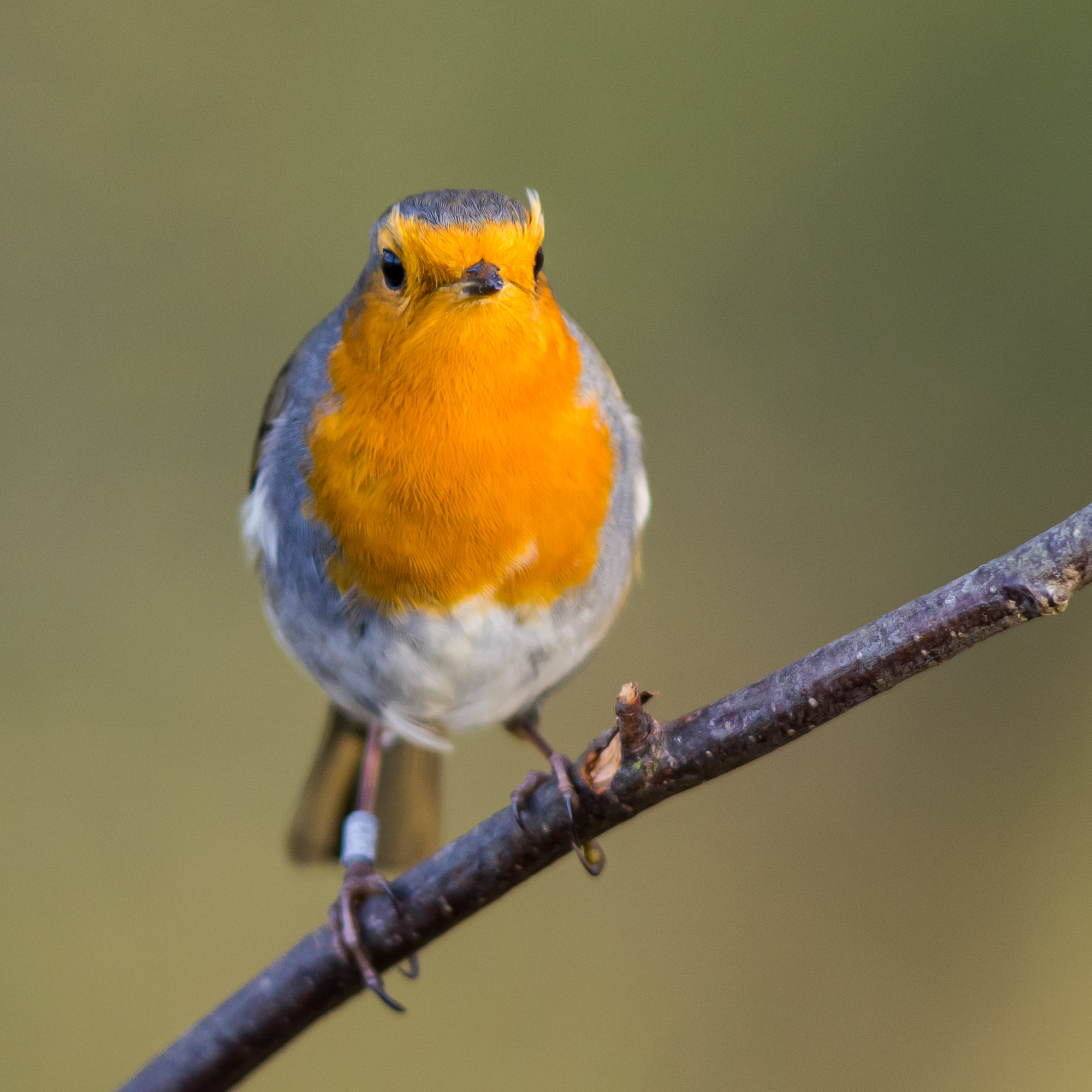 Robin