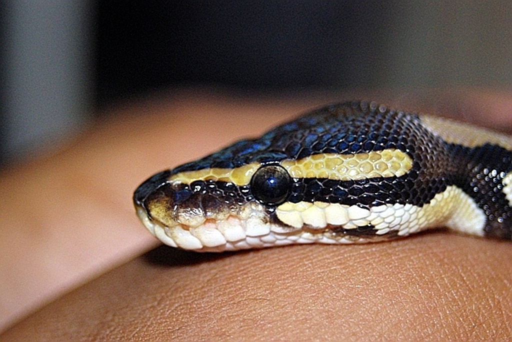 Royal Python