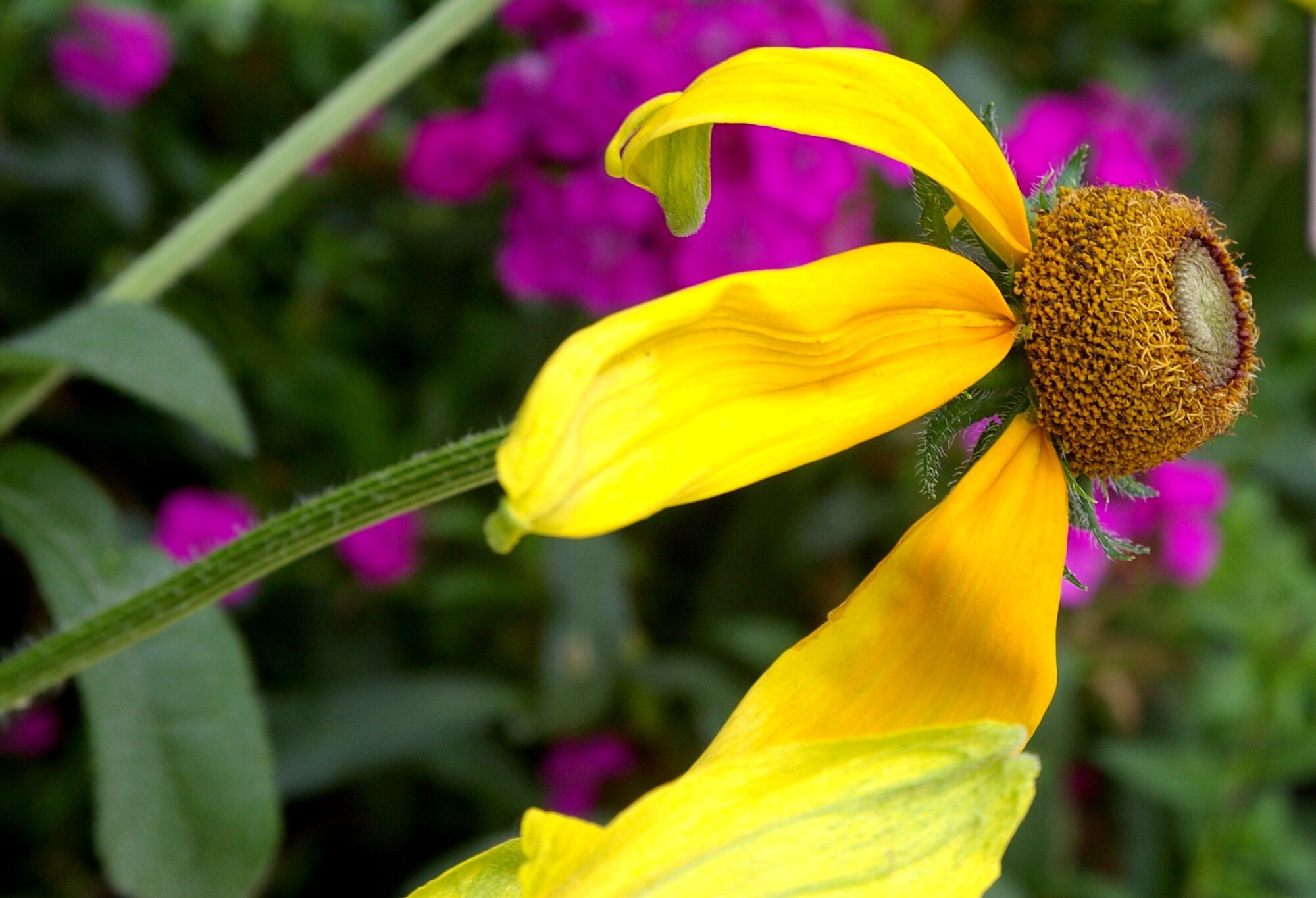 Rudbekia,#2