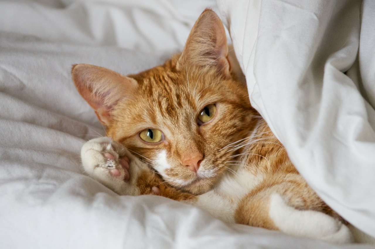 Snuggletime