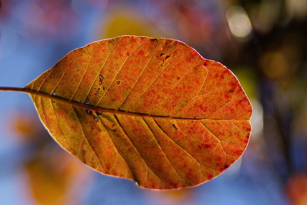 A leaf