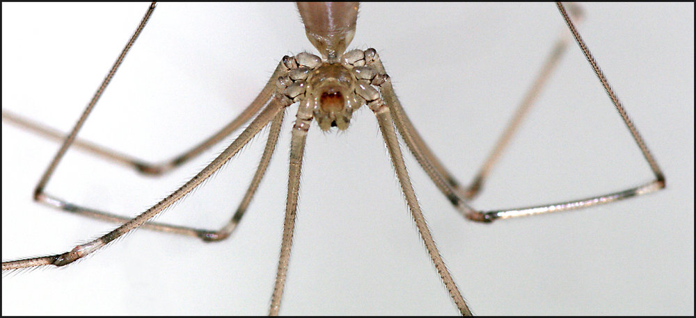 Assymetric Daddy Long Legs Spider