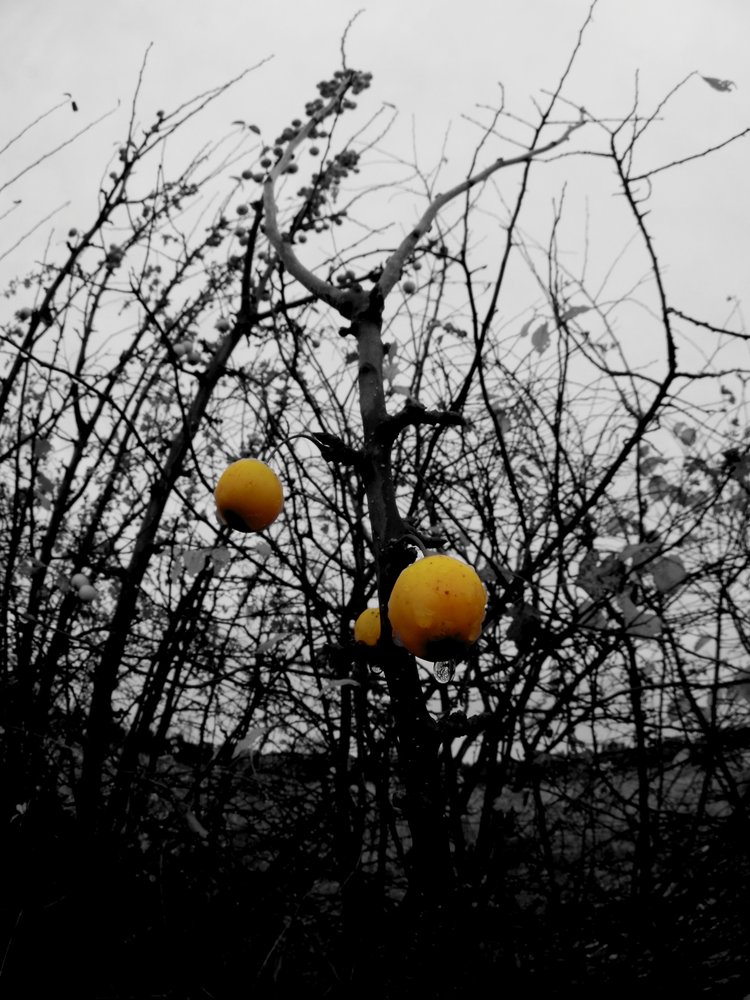 Berries