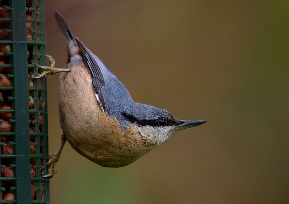 fascinating bird