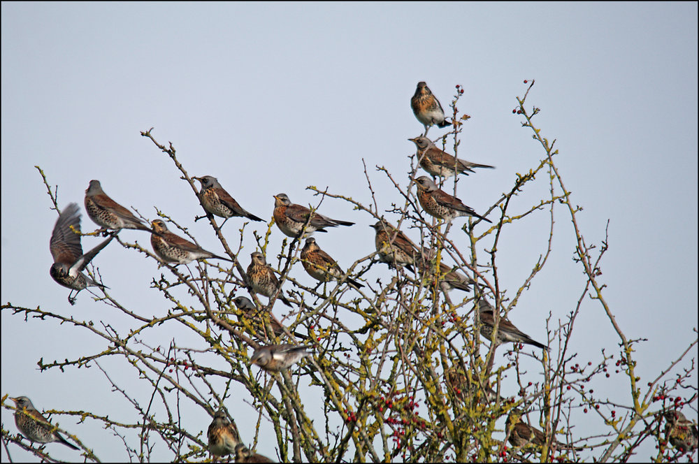 Fieldfares
