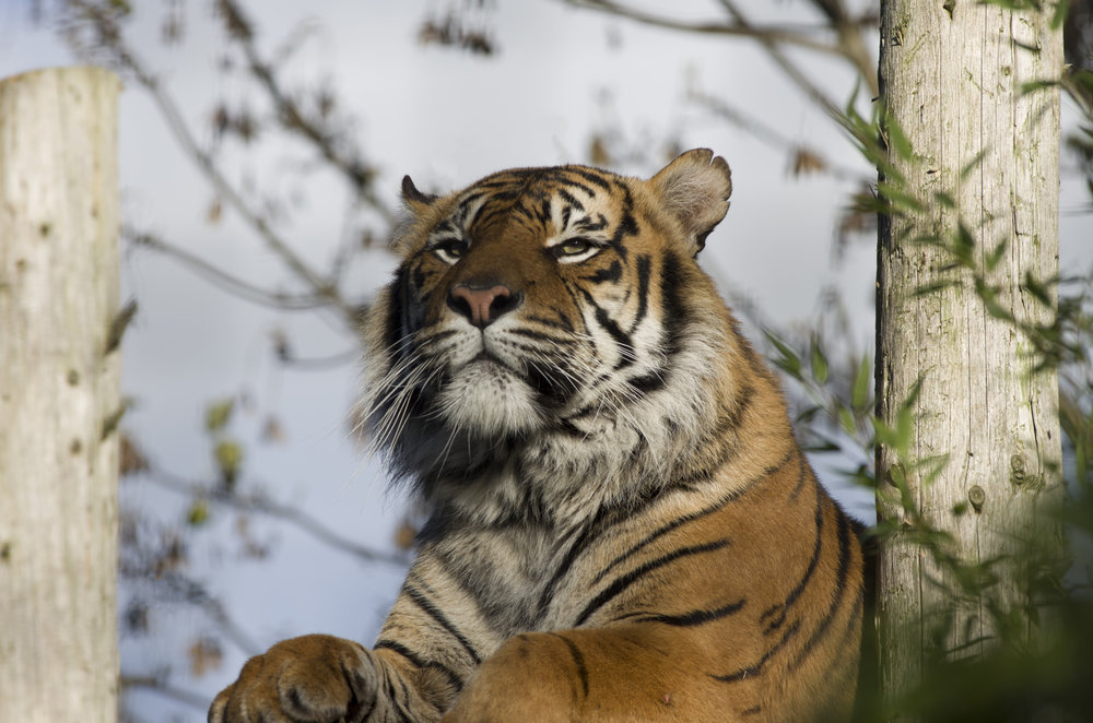 K-5IIs at Chester Zoo 5