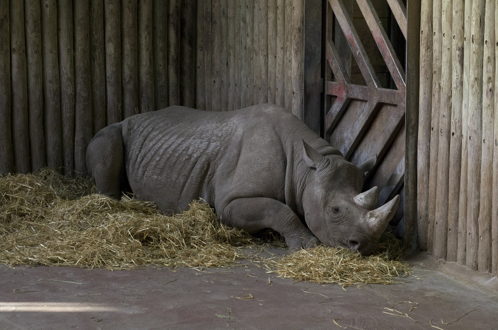 K-5IIs at Chester Zoo 6