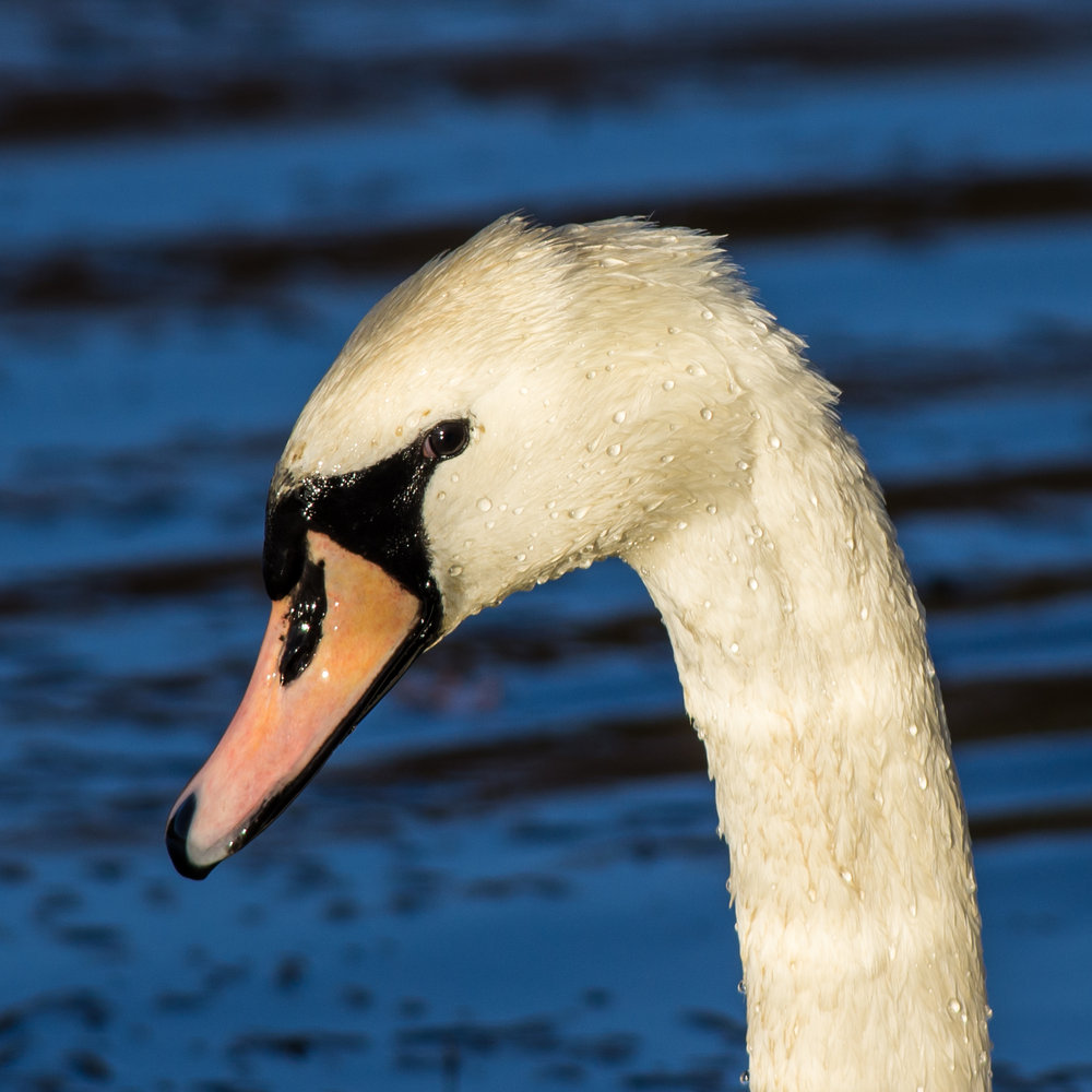 Swan