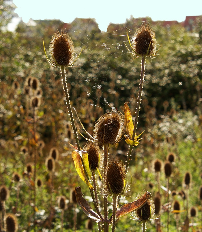 Teasels