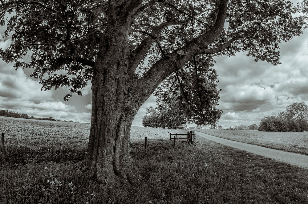 The Tree