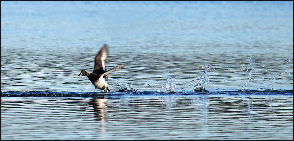 Tufted Take-Off