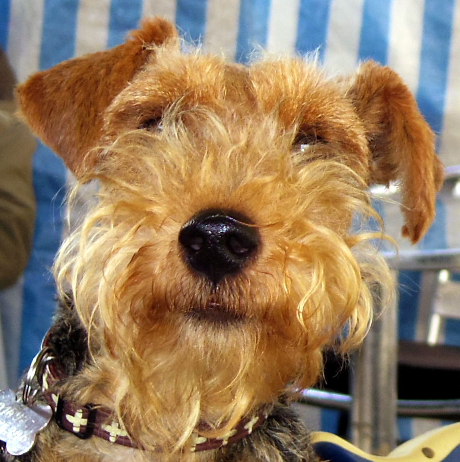 Wet Shiny Nose