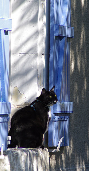 A Cat in France