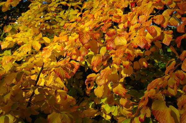 Autumn 2012