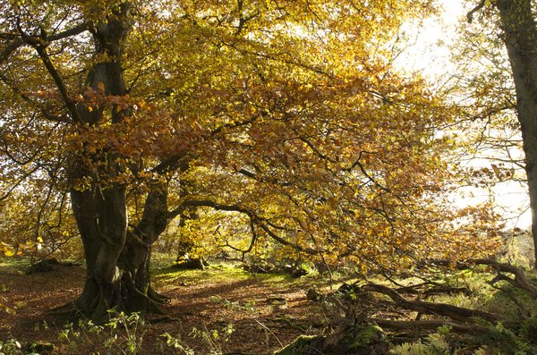 Autumn Gold
