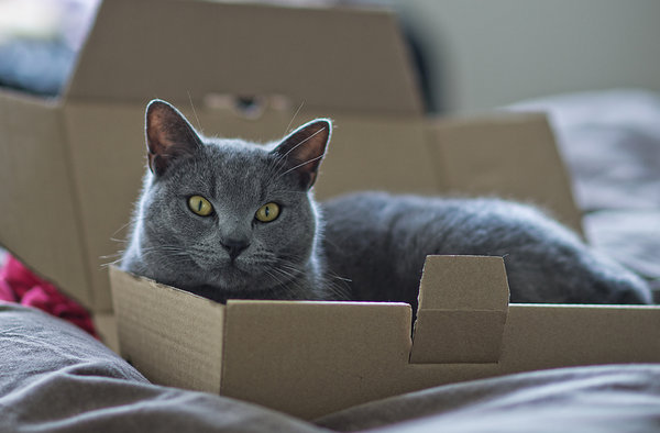 cat-in-a-box!
