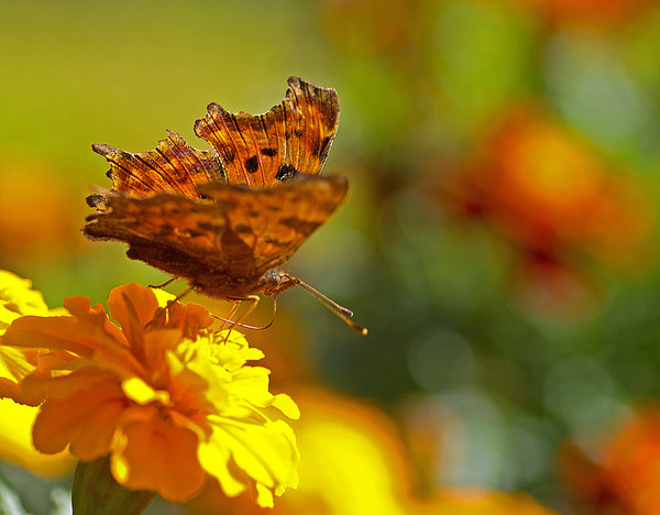 Comma in Profile