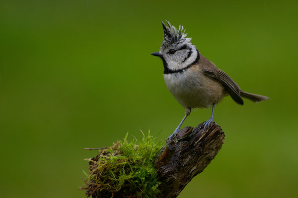 crested tit