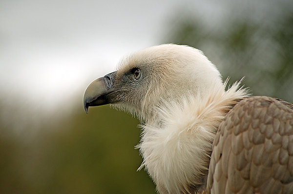 Cute Bird