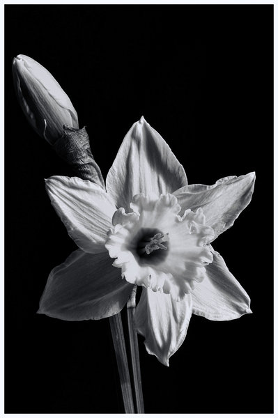 Daffs