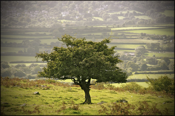 Dartmoor tree