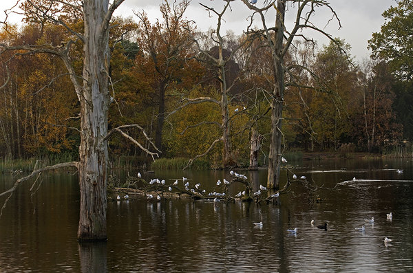 Evening Roost - 2nd Attempt