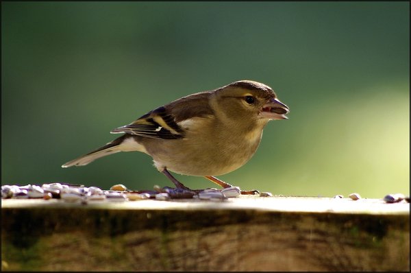 Female chaffinch