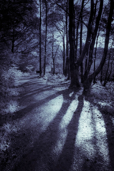 Forest light