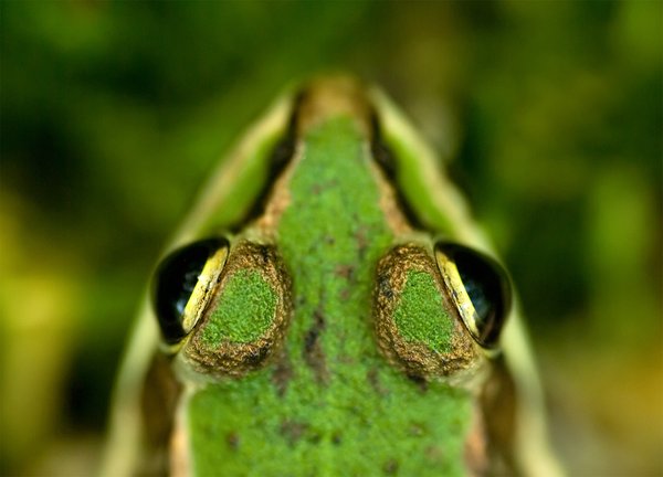 Frog minimal