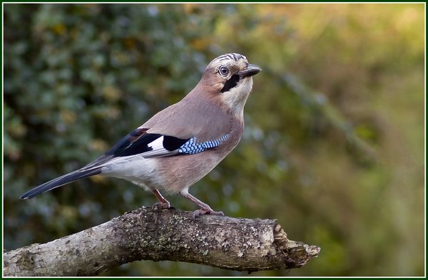 Garden Jay