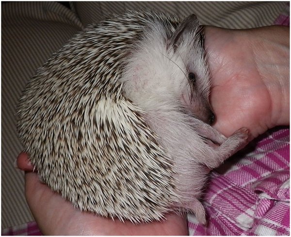 Happy Hedgehog