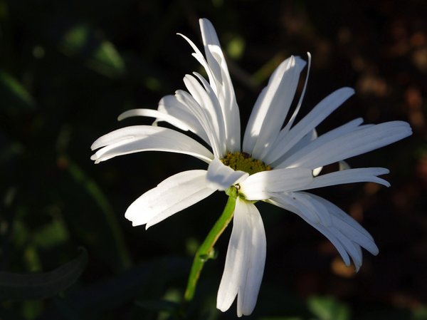 Last of the Moon penny daisies
