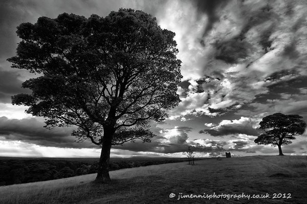 Lyme Tree