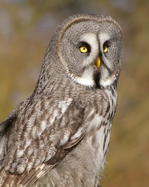 Owl