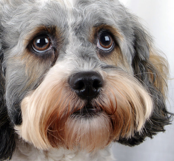 Pawser