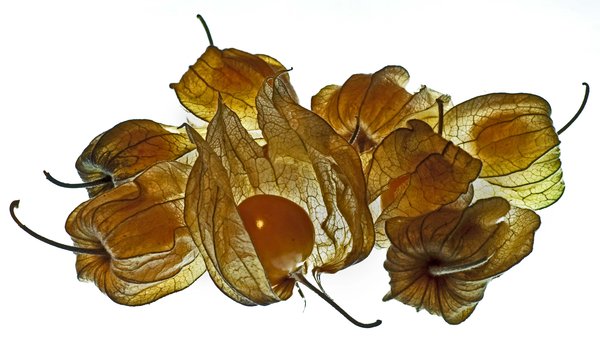 Physalis
