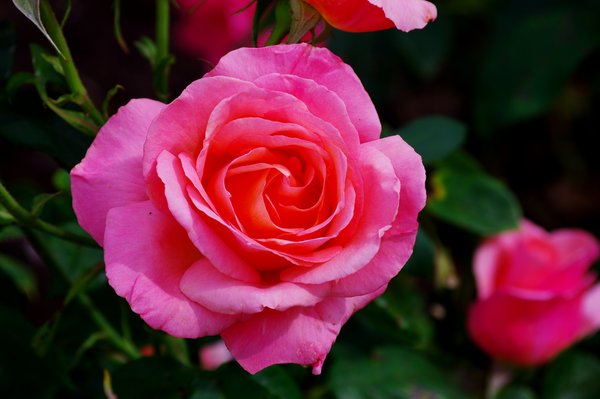 Roses